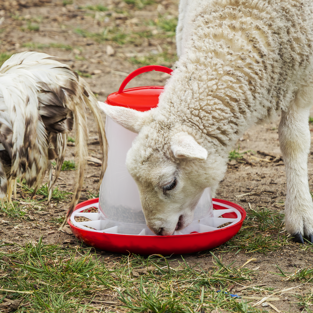 Sealey AFT03 Poultry Feeder 3kg - additional view 6