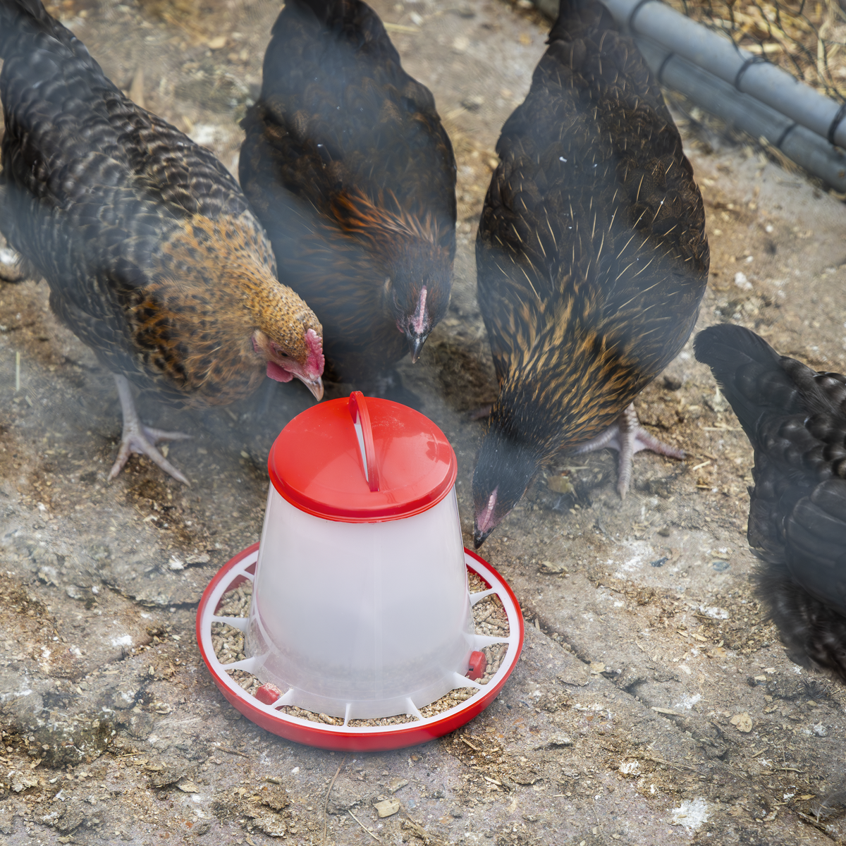 Sealey AFT025 Poultry Feeder 1.5kg - Pack of 5 - additional view 3
