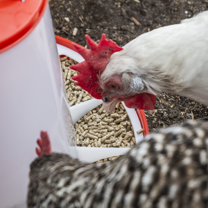 Sealey AFT025 Poultry Feeder 1.5kg - Pack of 5 - additional view 6