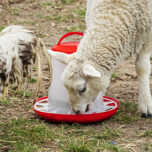 Sealey AFT03 Poultry Feeder 3kg - additional view 6
