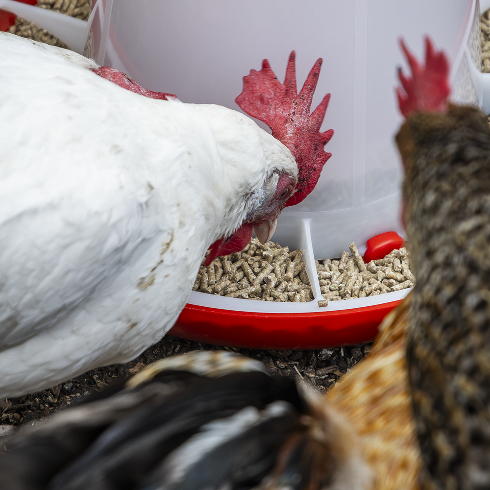 Sealey AFT04 Poultry Feeder 6kg - additional view 4