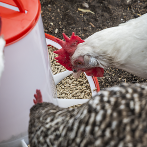 Sealey AFT04 Poultry Feeder 6kg - additional view 6