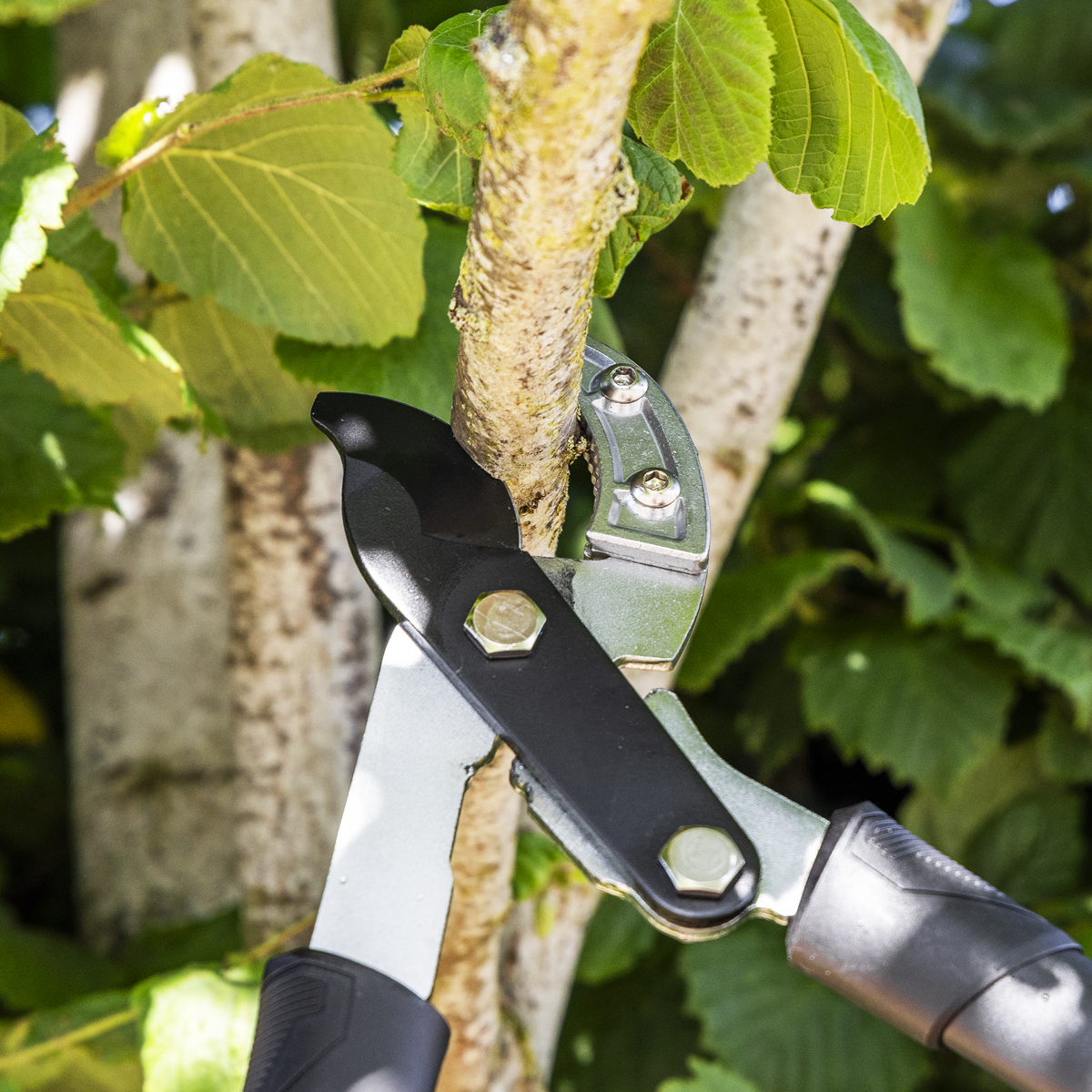 Sealey GTSG017 Telescopic Anvil Lopping Shears with Soft Grip Handle, Geared & Carbon Steel Blade - additional view 10